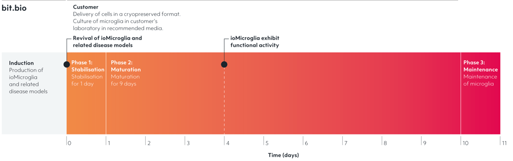 Microglia_timeline_4_days