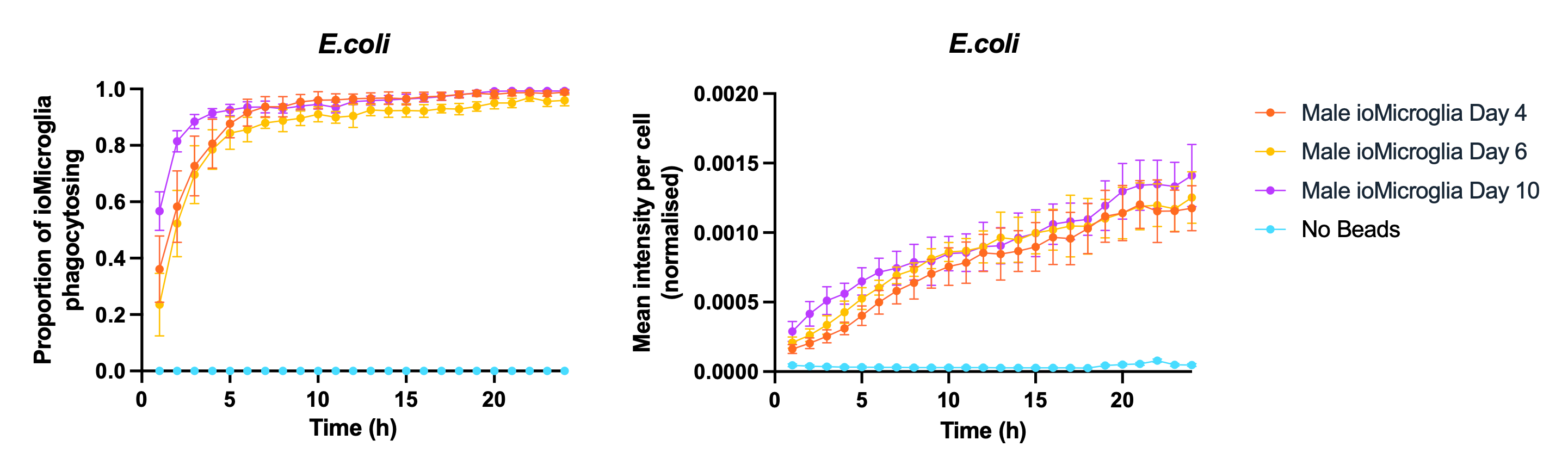day 4 phagocytosis microglia male