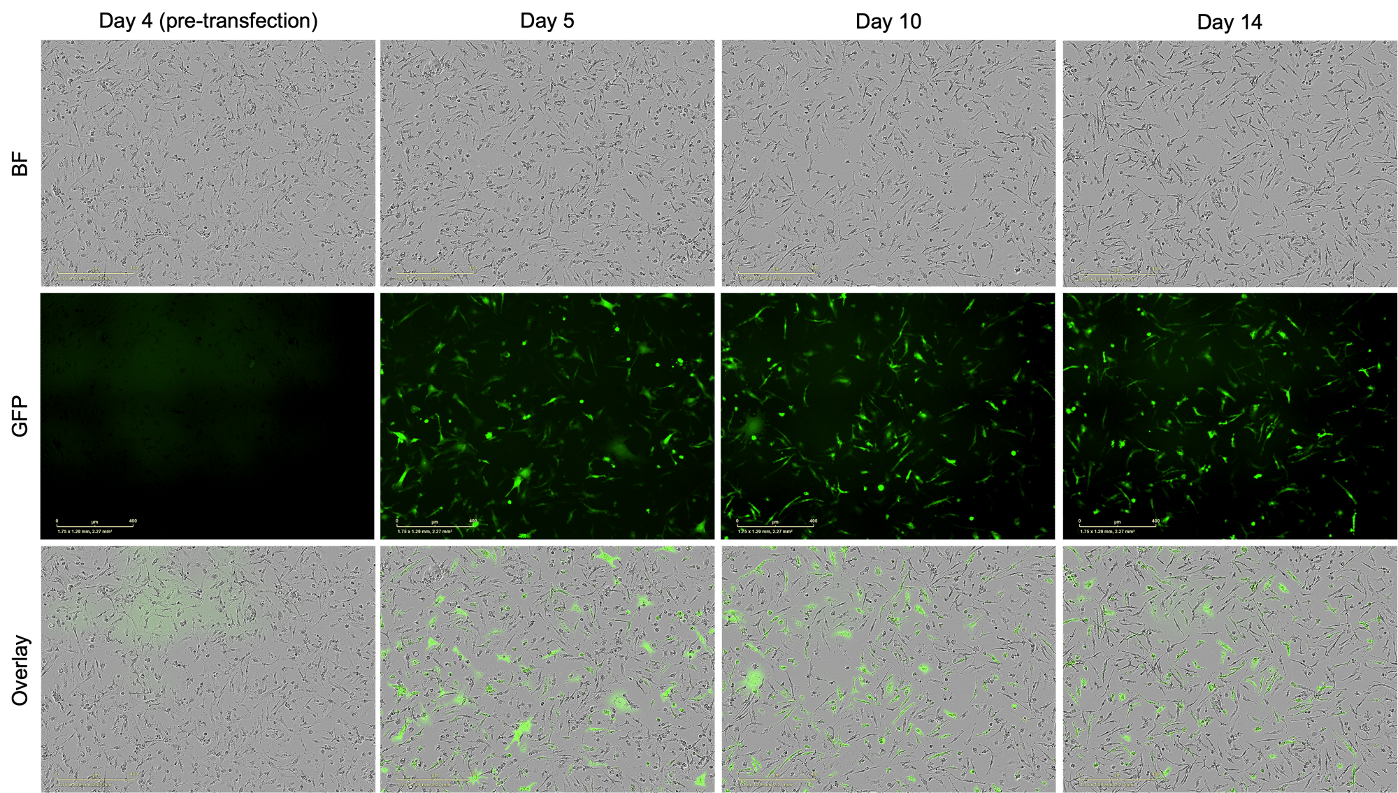 ioMicroglia mRNA transfection