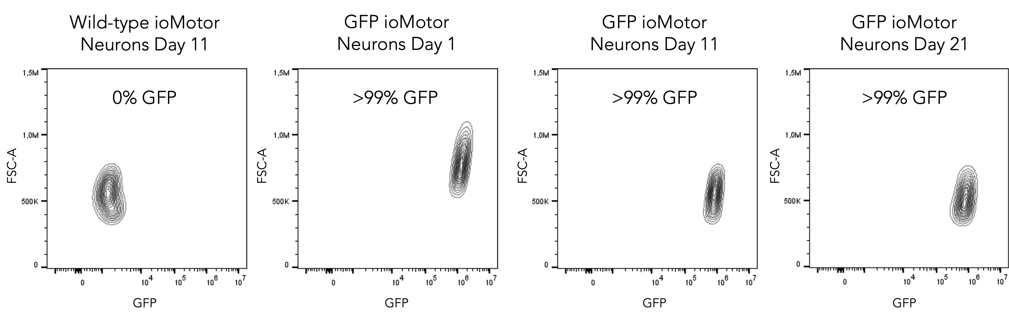 Flow cytometry analysis demonstrating GFP expression in >99% of cells for GFP ioMotor Neurons