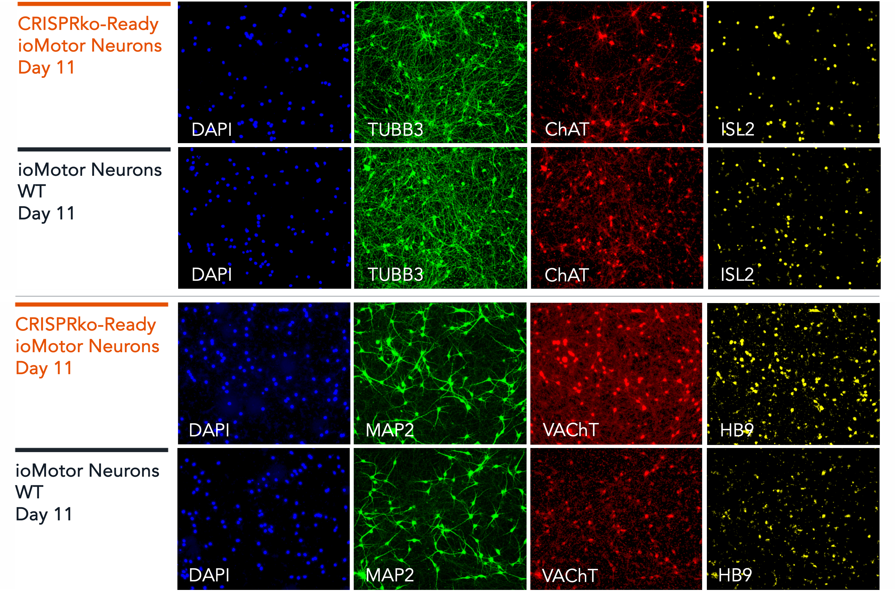 CRISPR knockout ready ioMotor Neurons marker expression by immunofluorescence 
