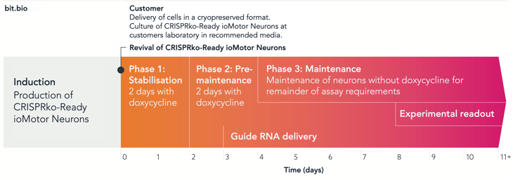 CRISPRko_ioMotor_timelines3-1