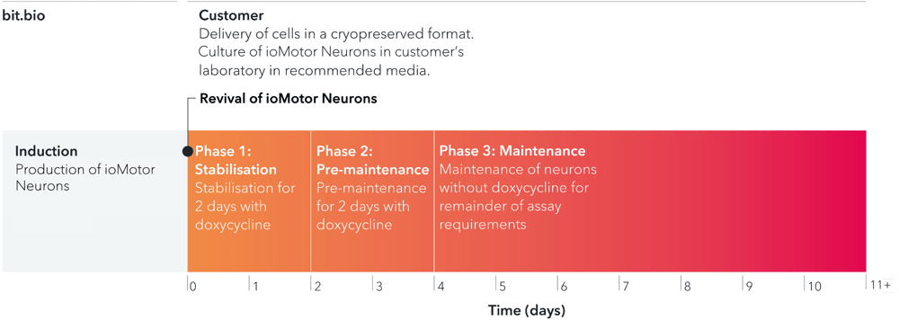 bit.bio_ioMotorNeurons_user_manual_timelines_D11+