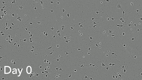 ioMotor Neurons morphology 11 day V2