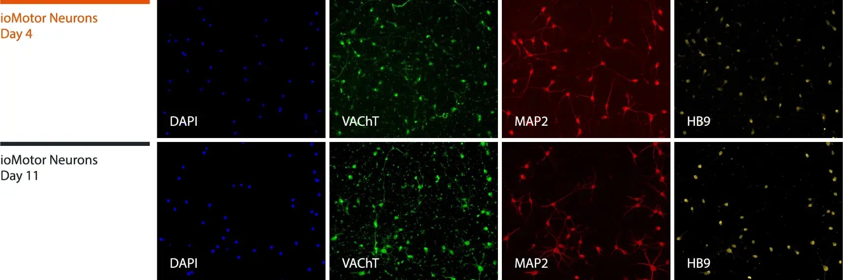 iomotor_neurons_ICC_panel1