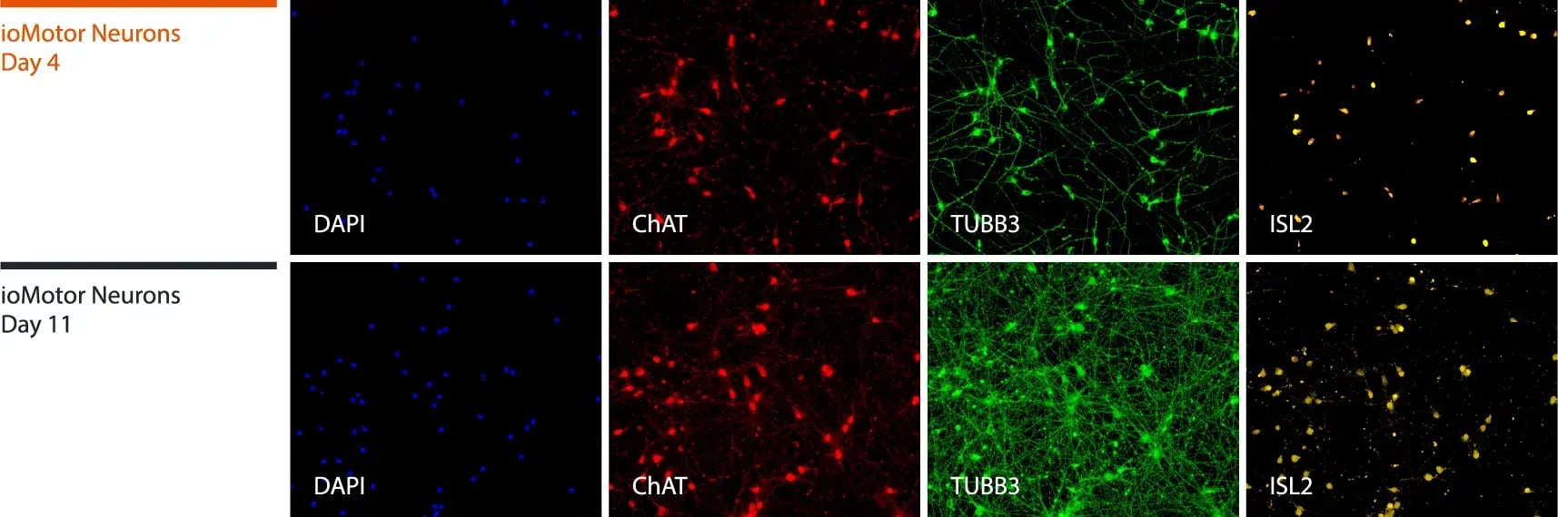 iomotor_neurons_ICC_panel2