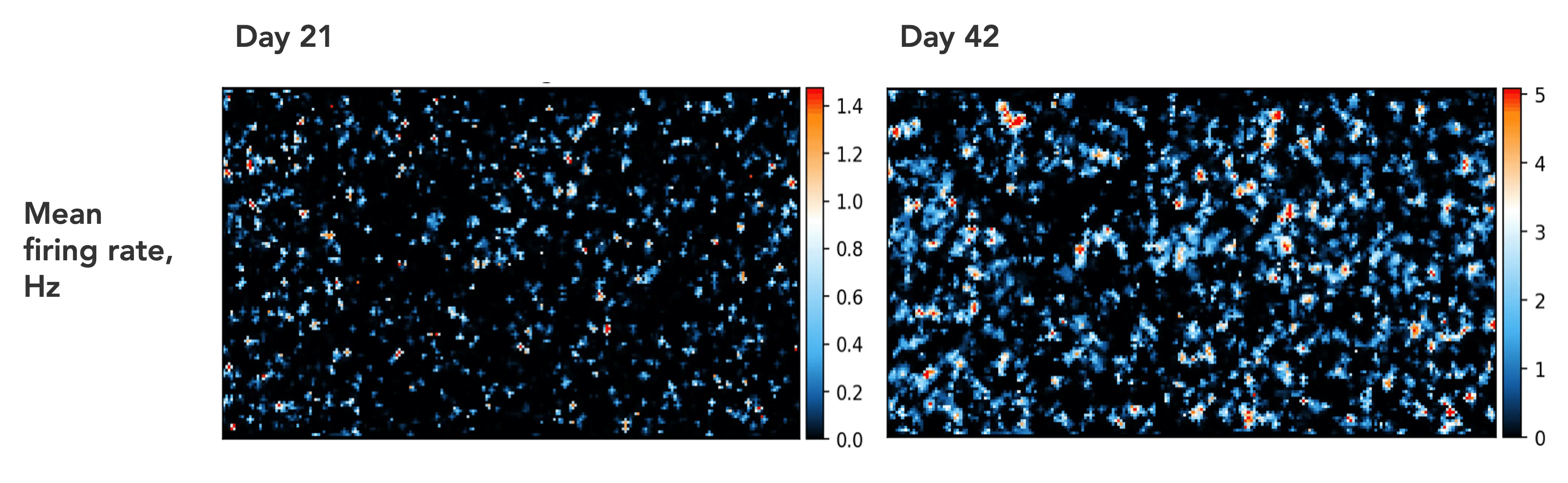 iomotor_neurons_MEA_mean_firing_rates