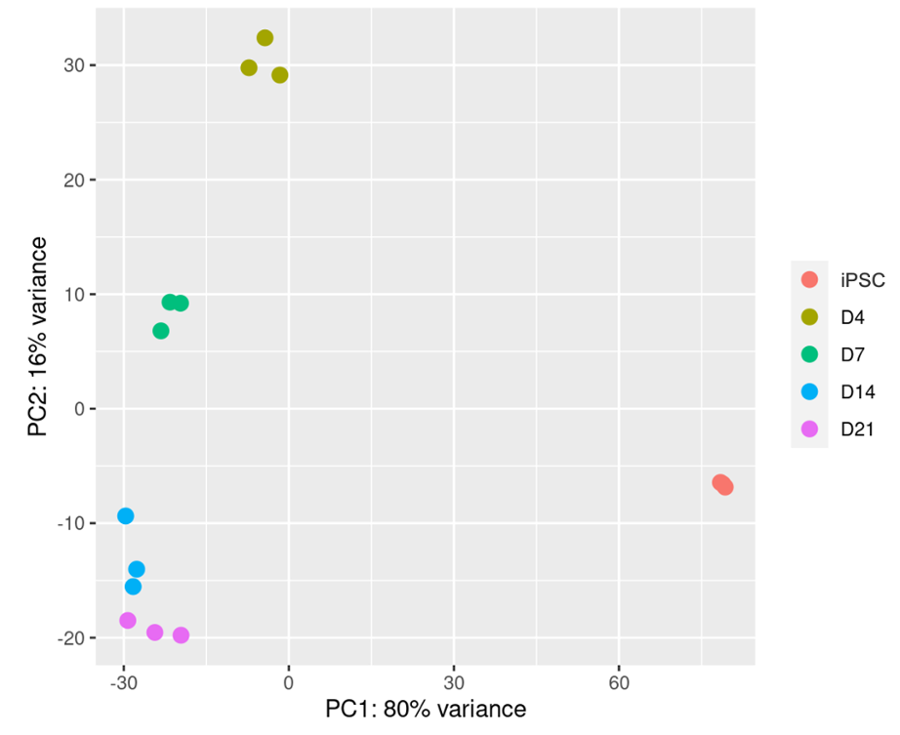 iomotor_neurons_bulk_rna_seq_PCA-1