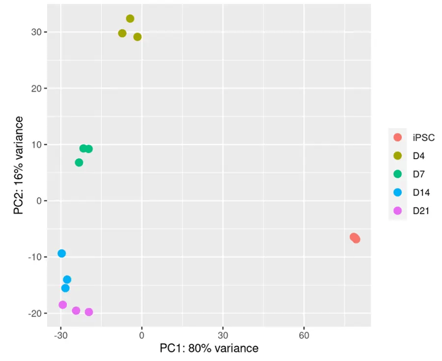 iomotor_neurons_bulk_rna_seq_PCA-1
