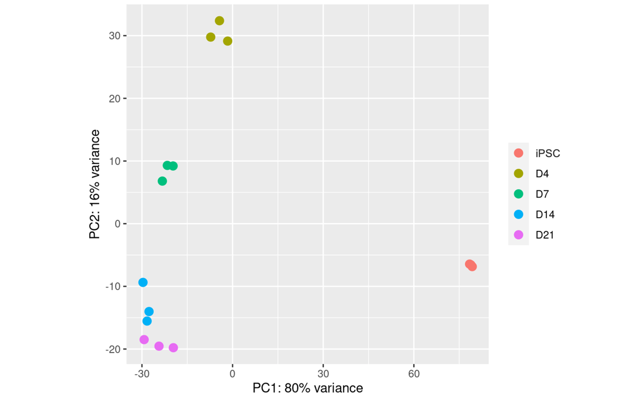 iomotor_neurons_bulk_rna_seq_PCA