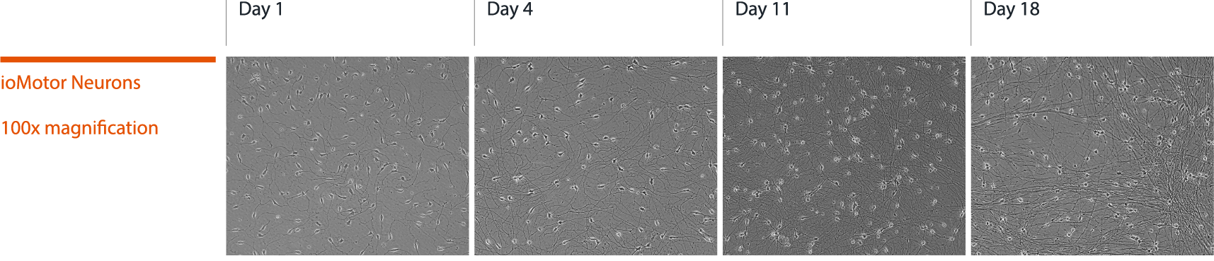 iomotor_neurons_morphology_images_d1_d4_d11_d18