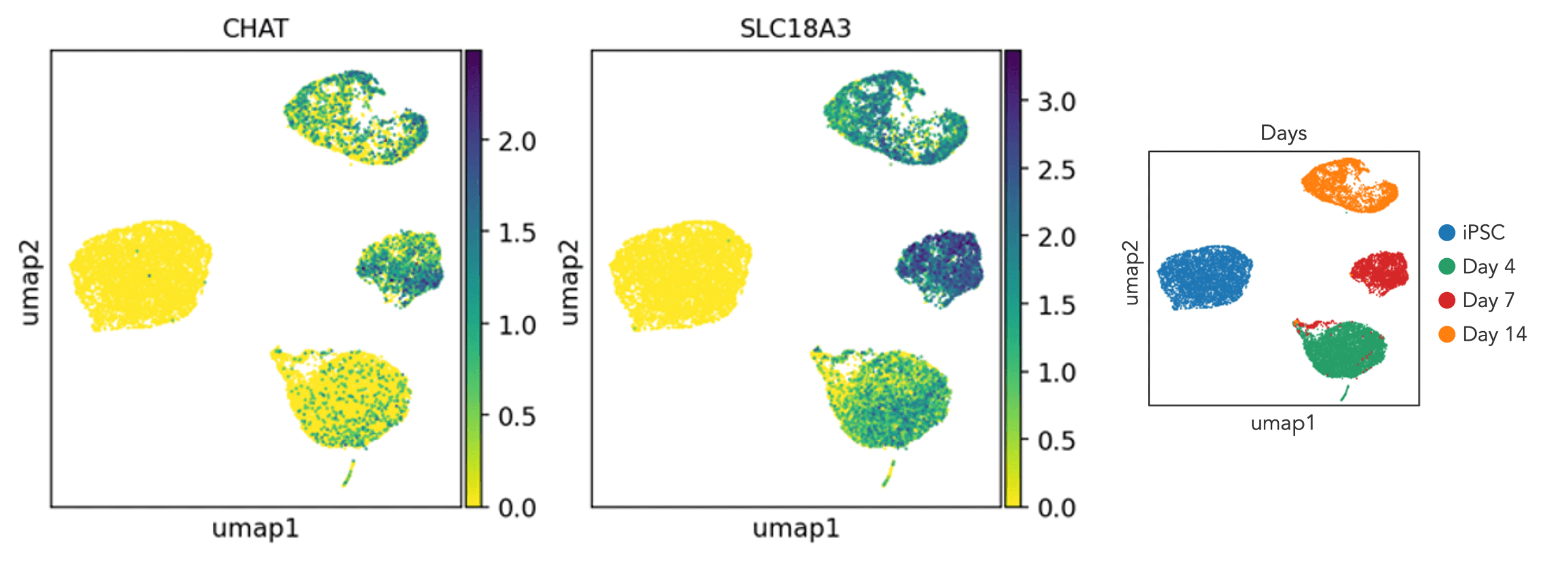 scRNA cholinergic markers NEW