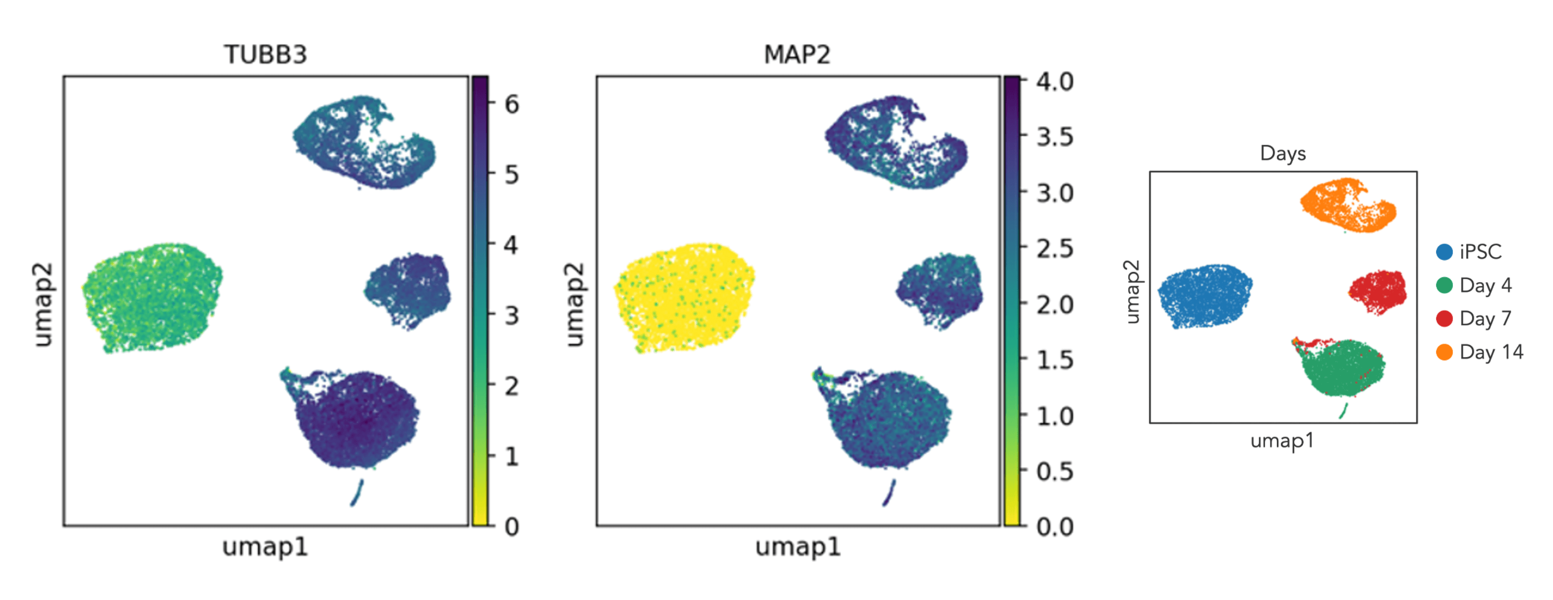 scRNA pan-neuronal markers NEW