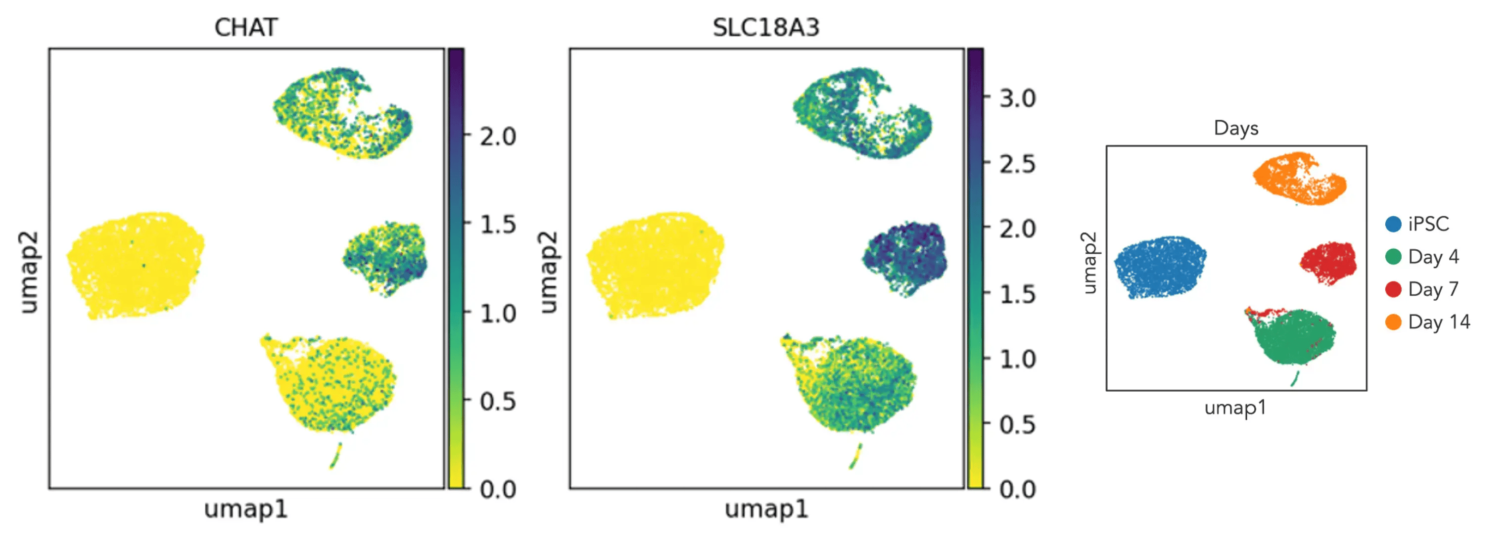 scRNA-cholinergic-markers