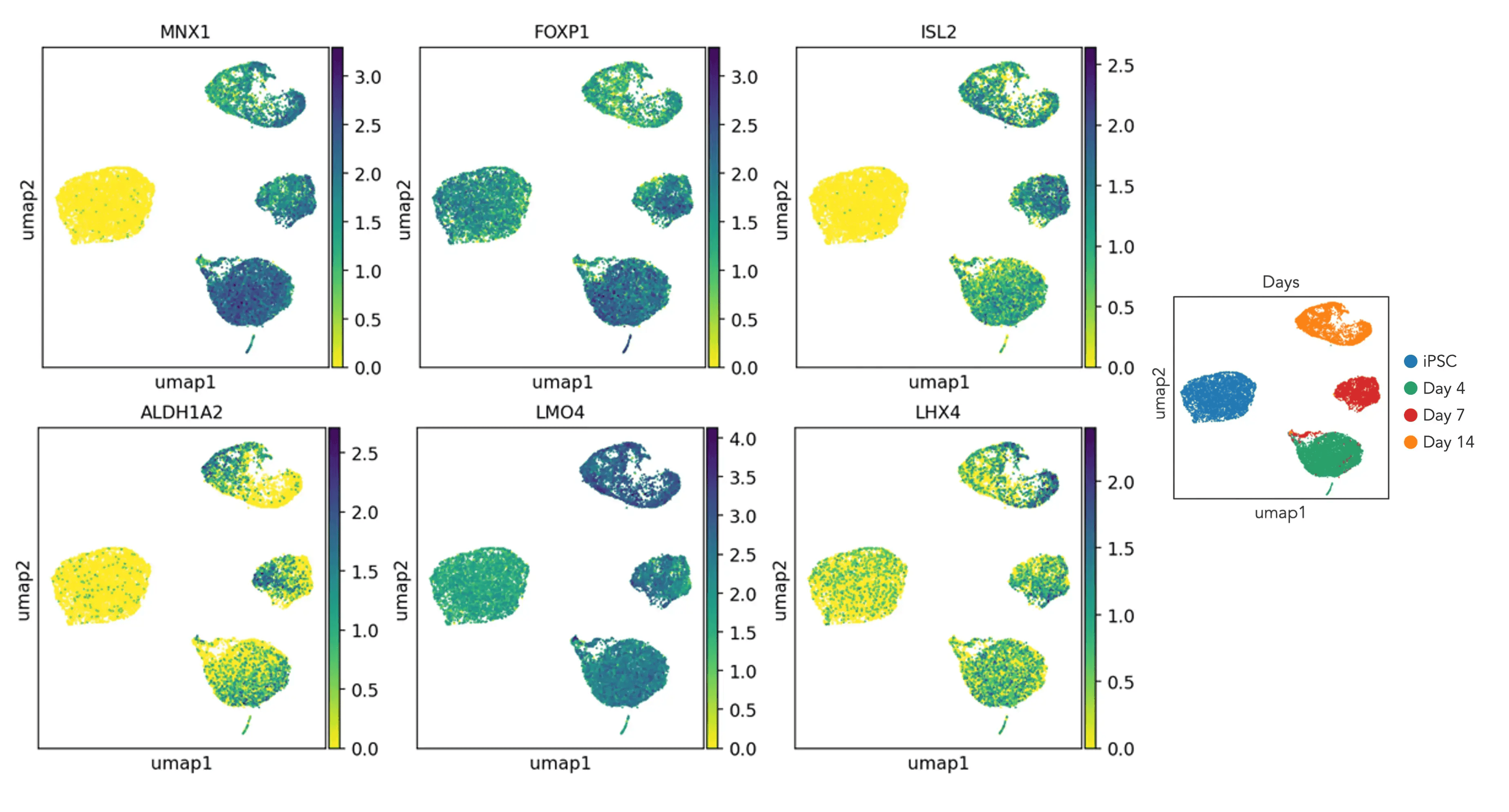 scRNA-motor-markers