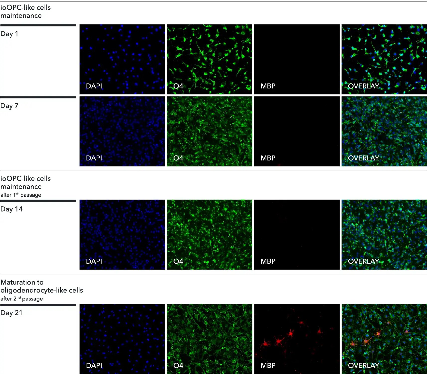 An immunostaining panel of human iPSC-derived OPC-like cells from proliferation to maturation with O4 and MBP.