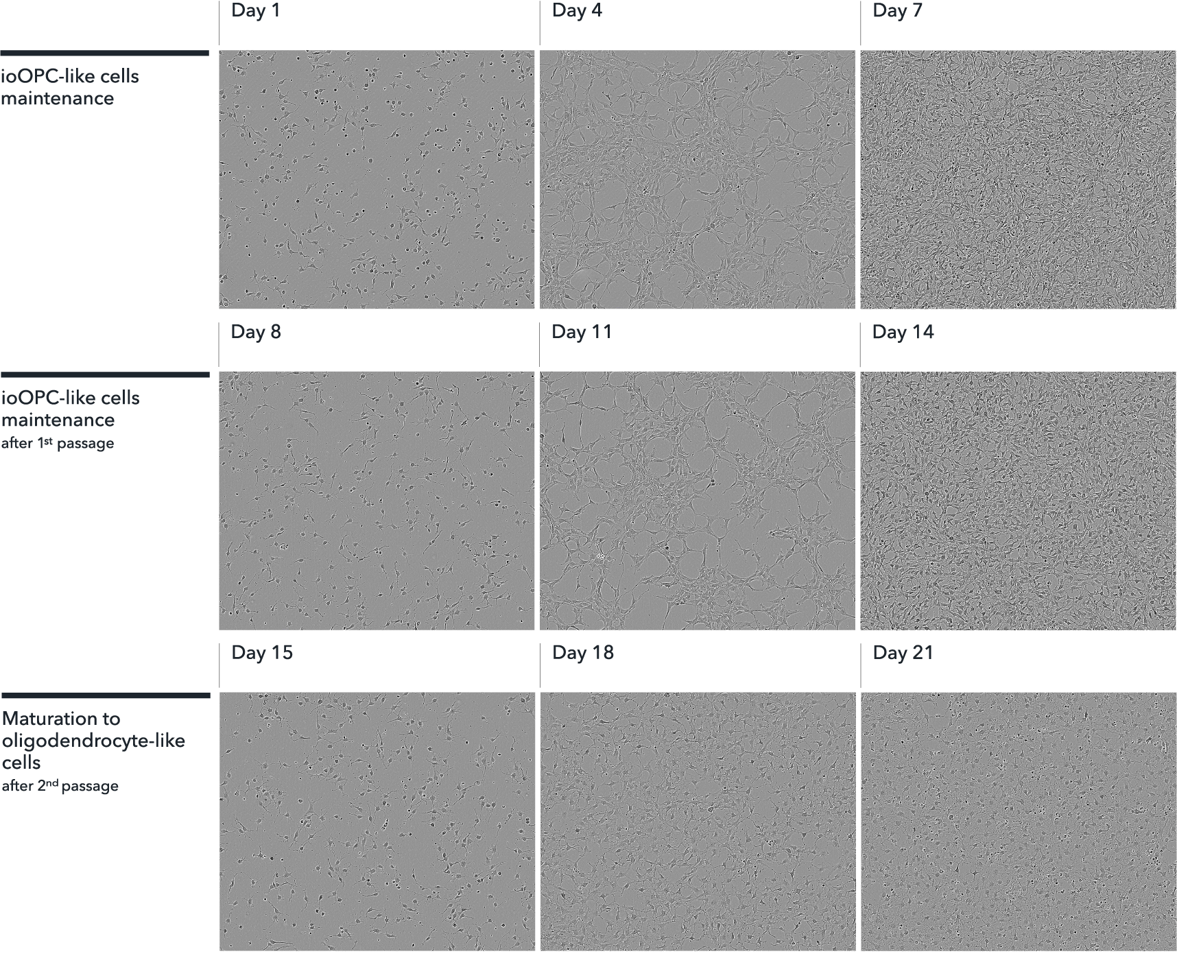 Human iPSC-derived OPC-like cells have an OPC-like morphology from thawing, which can be maintained for a 2-week period.