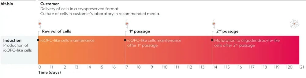 bit.bio-OPC-like-cells-schematics-timeline-of-cell-cuilture