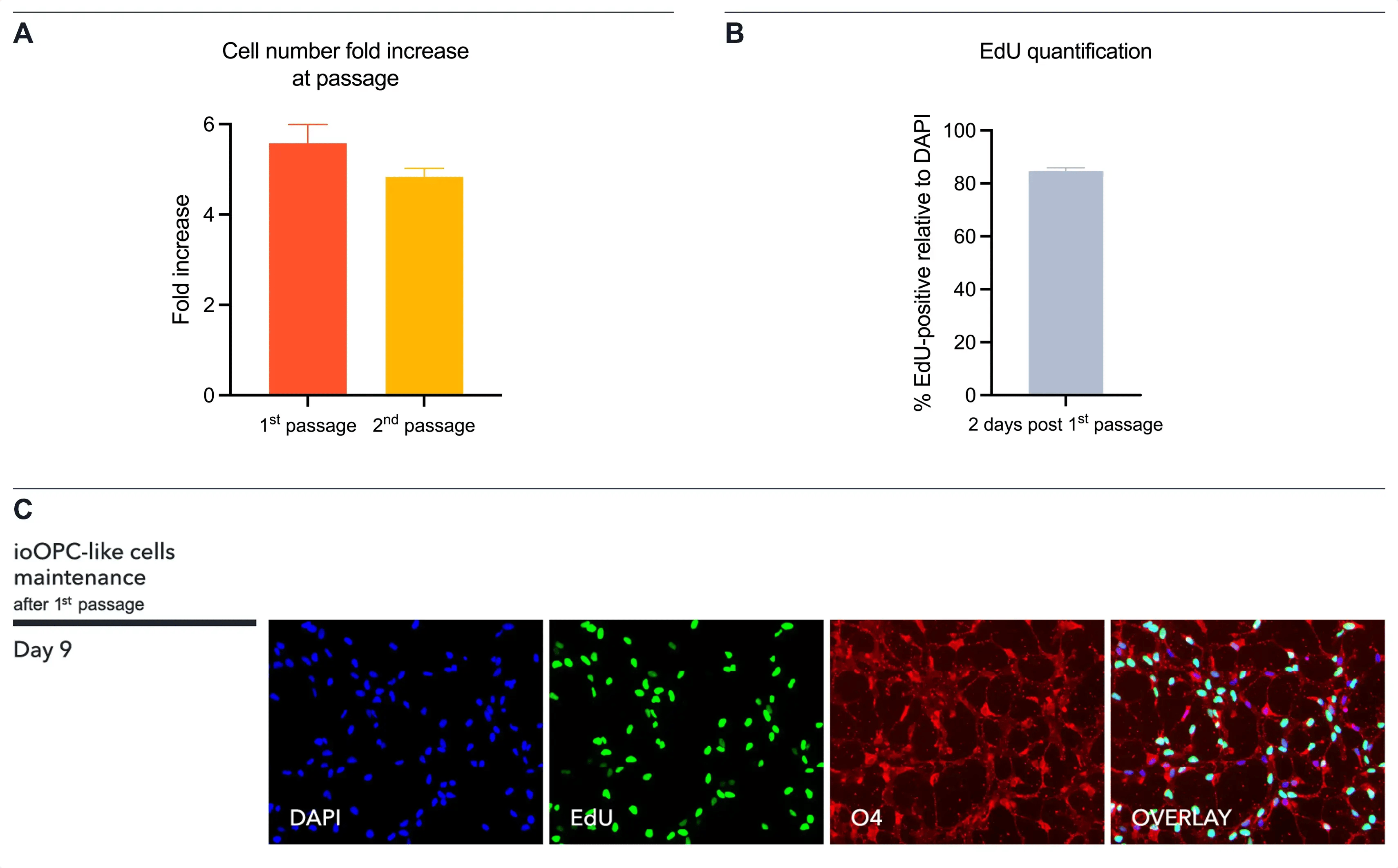 Human iPSC-derived ioOPC0like cells show proliferation demonstrated by EdU assay
