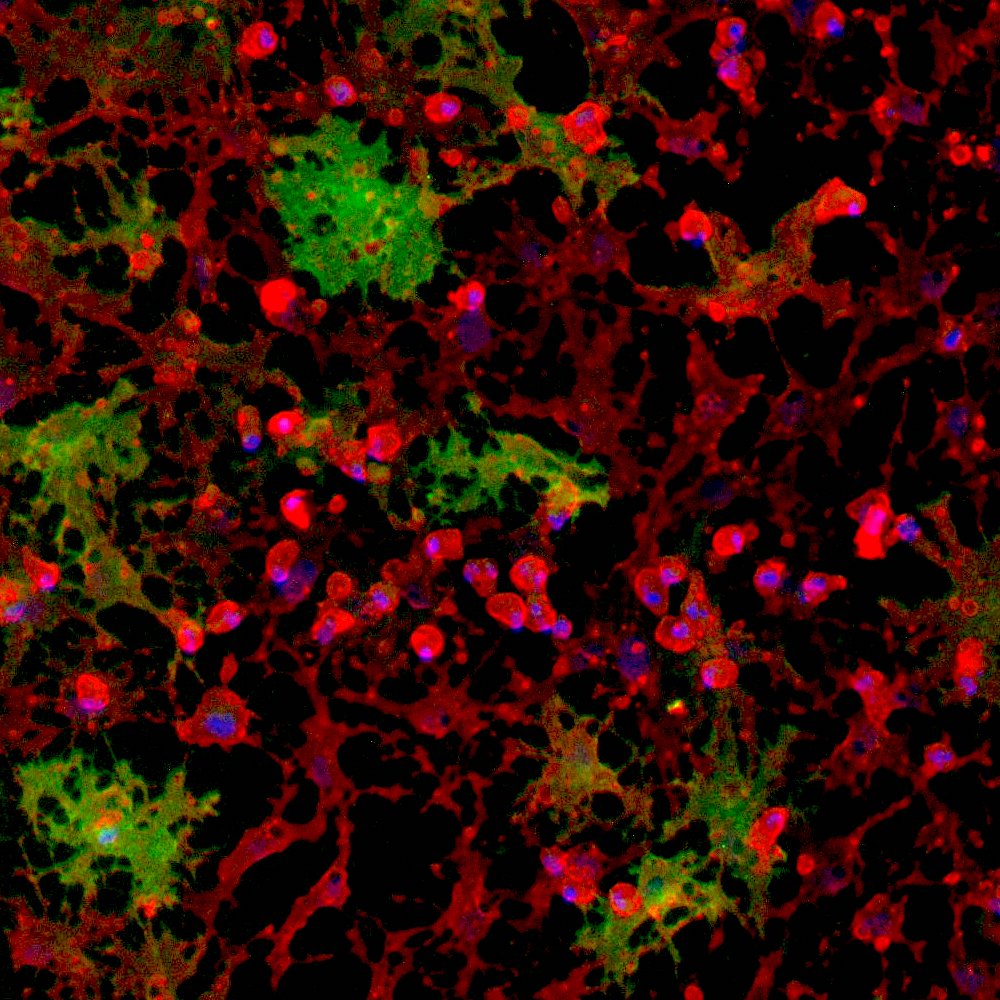 Oligodendrocyte-like cells | ioCells | bit.bio