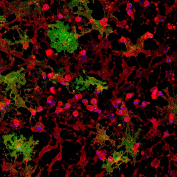 ioOligodendrocyte-like cells | User Manual