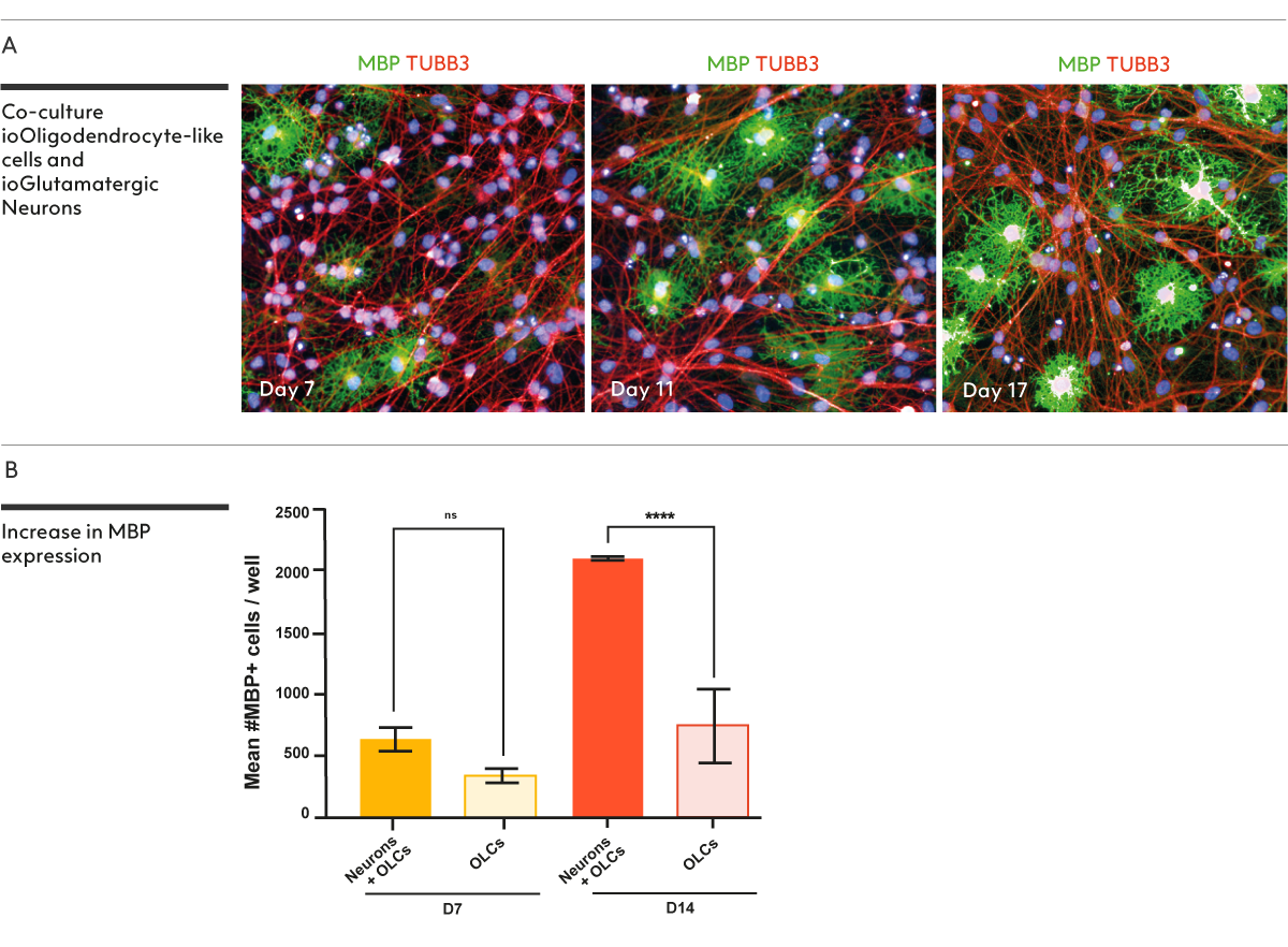 bit.bio-co-culture-of-oligodendrocyte-like-cells-and-glutamatergic-neurons-show-increased-MBP-expression