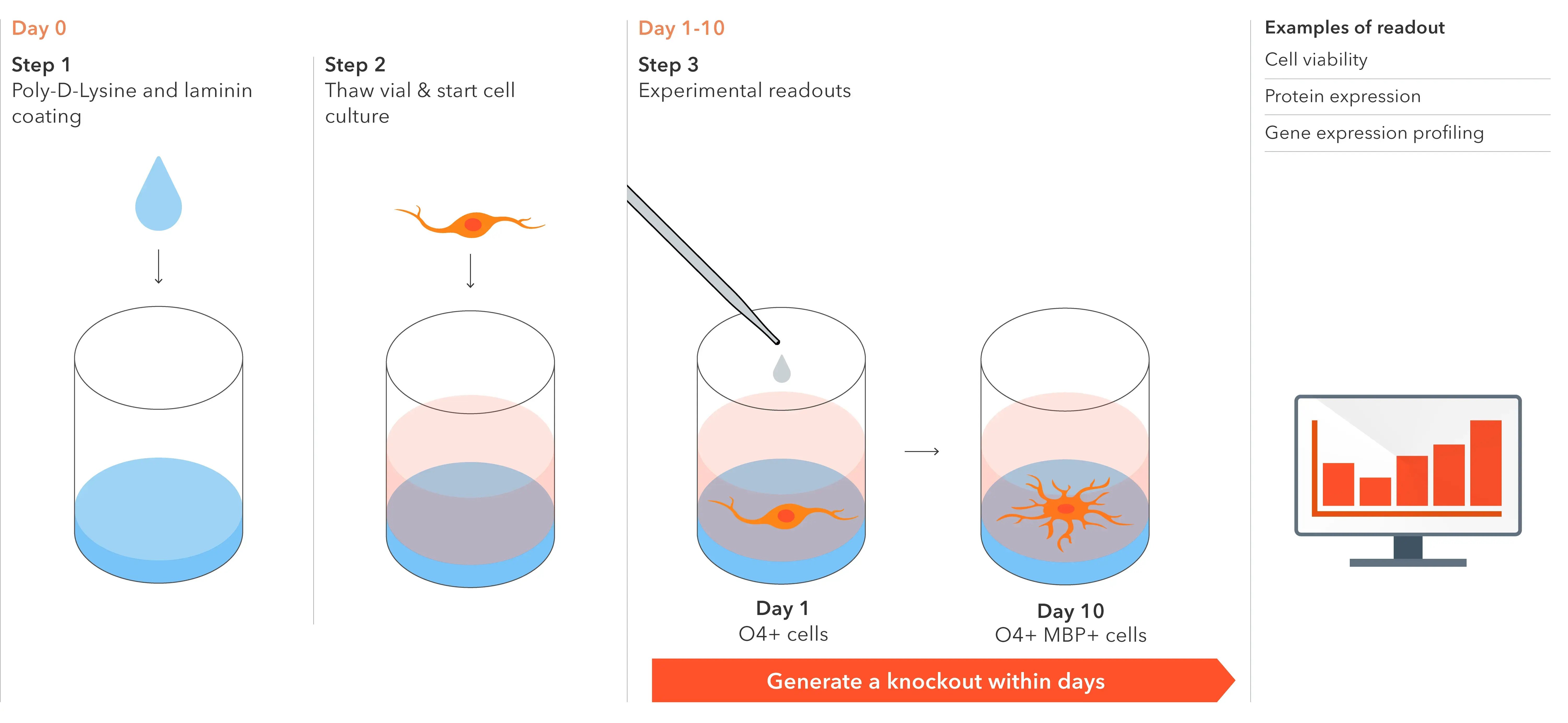 bit.bio-ioOligodendrocyte-like-cells-from-thaw-to-readout-workflow