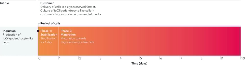 Timeline for the stablisation and maturation of oligodendrocyte-like cells post-thaw.