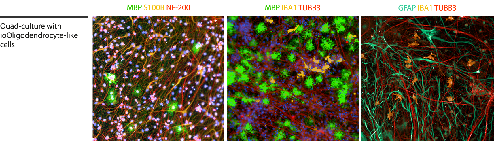 bit.bio_ioOligodendrocyte-like_cells_complex_cell_model_immunocytochemistry_staining