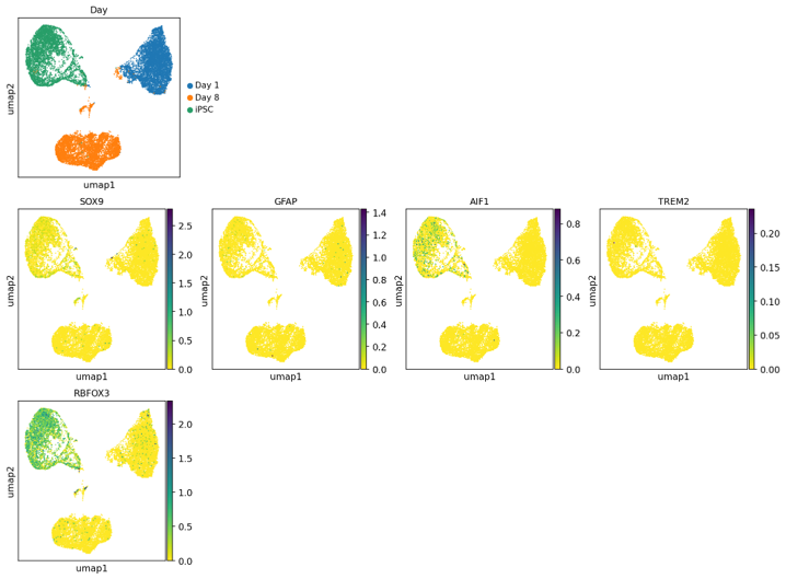 Single cell RNA-sequencing analysis of oligodendrocyte-like cells, no microglia and no astrocyte markers.
