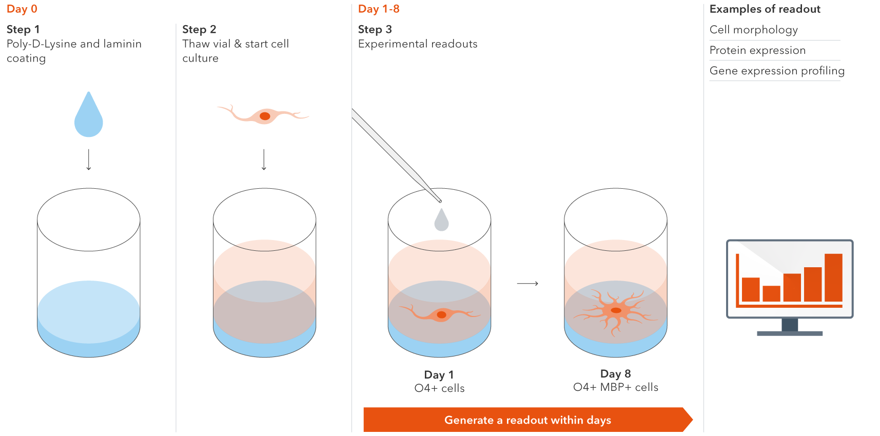 Oligodendrocyte-like cells are programmed to rapidly mature and enable the generation of experimental readouts within 8 days.