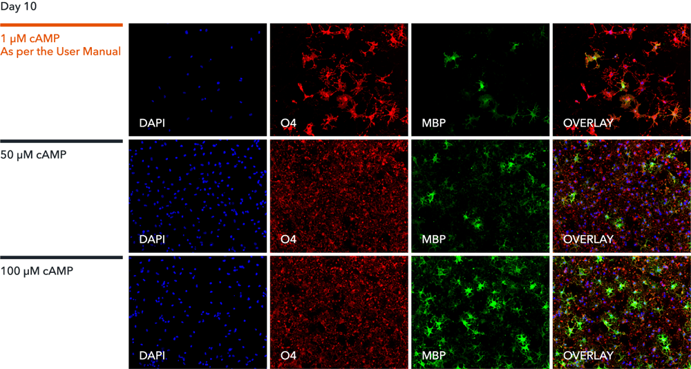 Enhanced MBP expression in human iPSC-derived oligodendroglial cells with cAMP