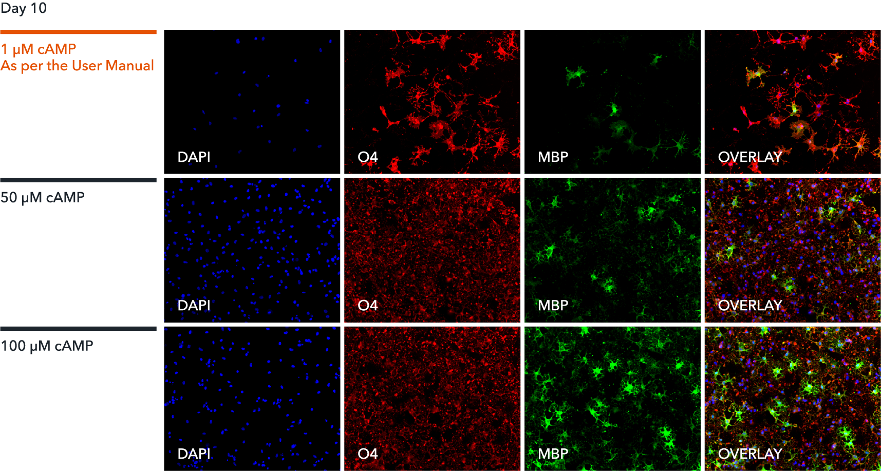 Enhanced MBP expression in human iPSC-derived oligodendroglial cells with cAMP