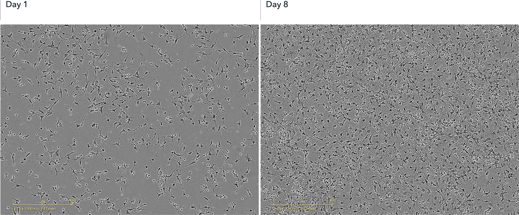 Cells rapidly acquire an OPC-like morphology and mature into an oligodendrocyte-like morphology