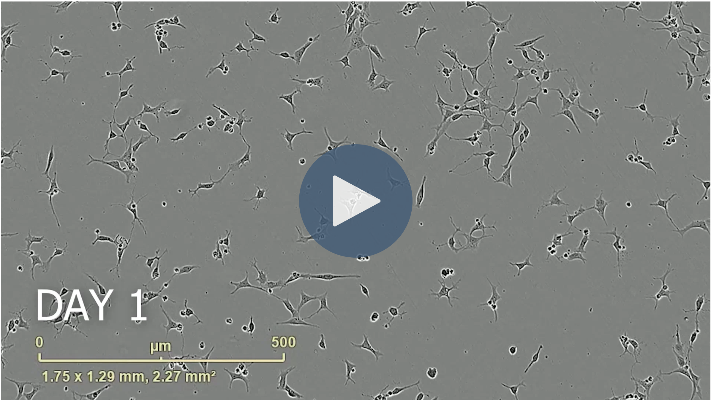 ioOligodendrocyte-like-cells change morphology from OPC-like to OL-like within days