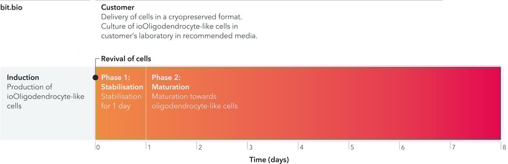 ioOligodendrocyte-like-cells-user-manual-workflow-schematics-1