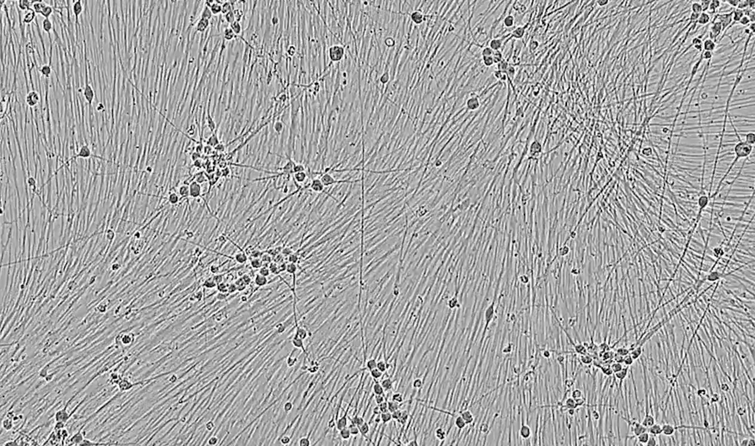 opti-ox programmed Sensory Neurons rapidly form a homogenous neuronal population