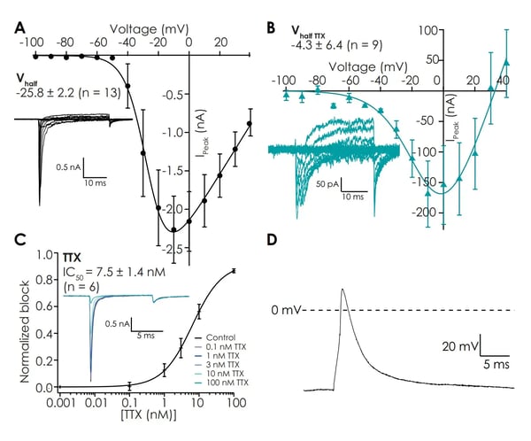 Patch clamp assay, Patchliner data, with human iPSC-derived sensory neurons.