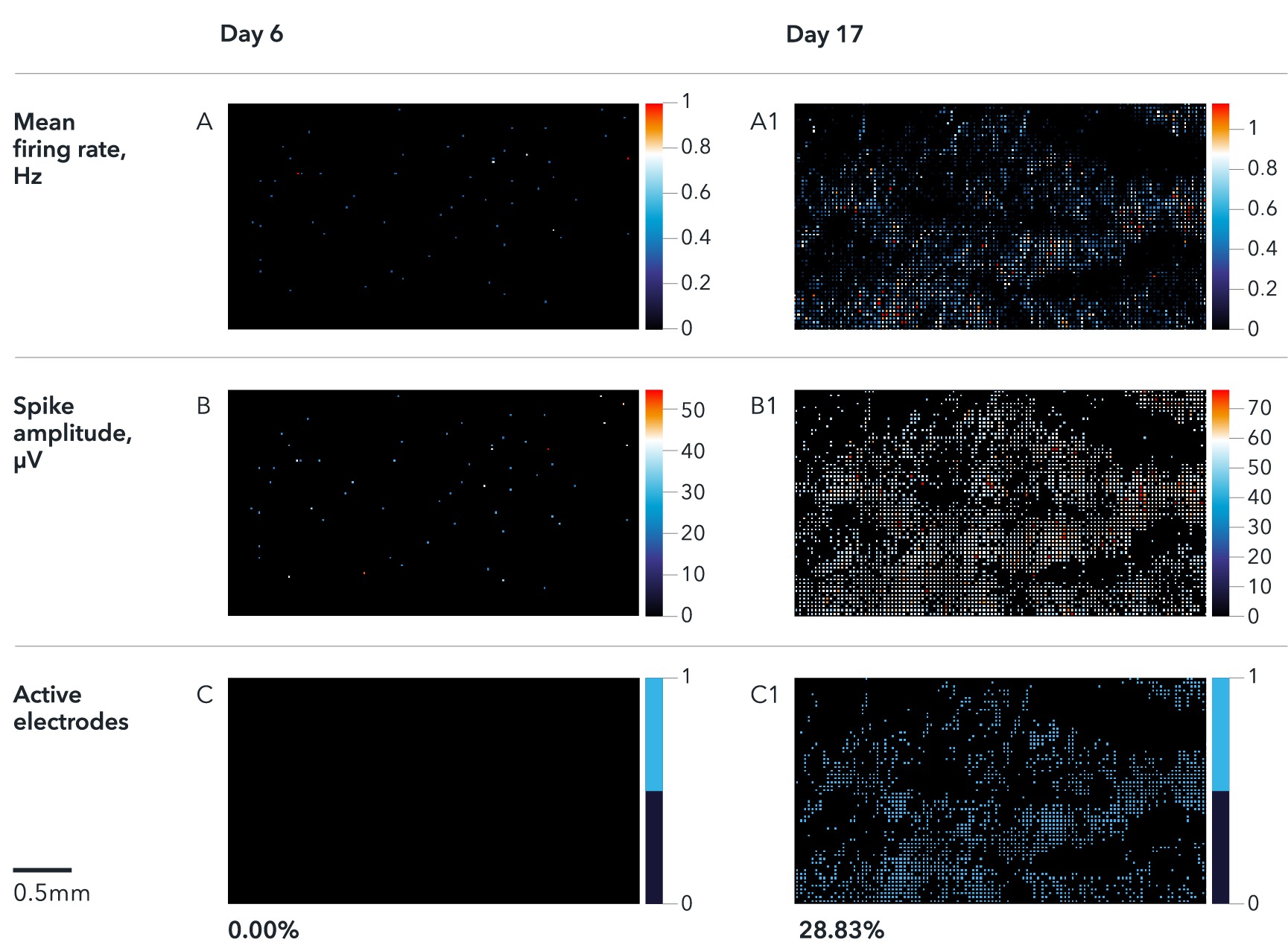 bitbio-ioSensory_Neurons-MEA_Data