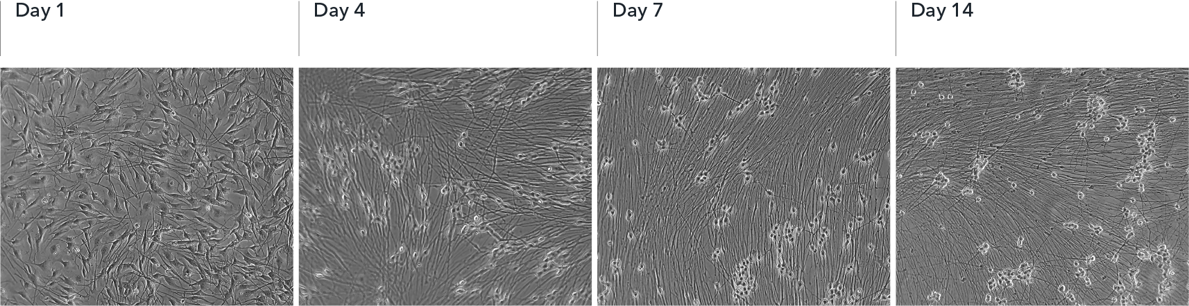 bitbio-ioSensory_Neurons-Morphology_Timeline-correction