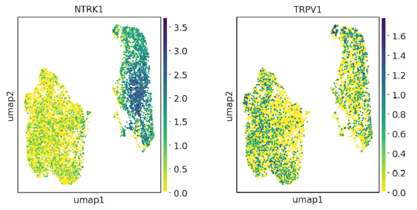 bitbio-ioSensory_Neurons-scRNA-key-nociceptor