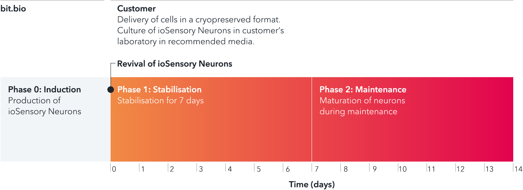 bitbio-iosensory_neurons-diagram