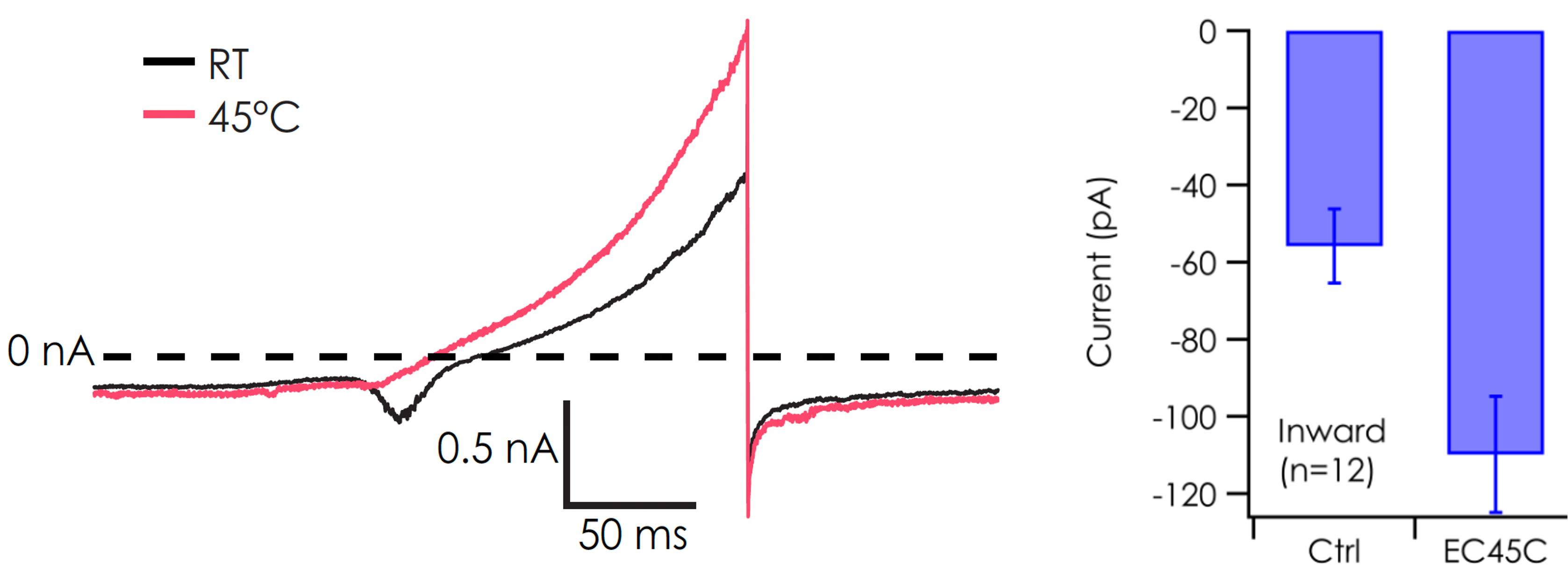 ioSensory Neuron inward heat response V2
