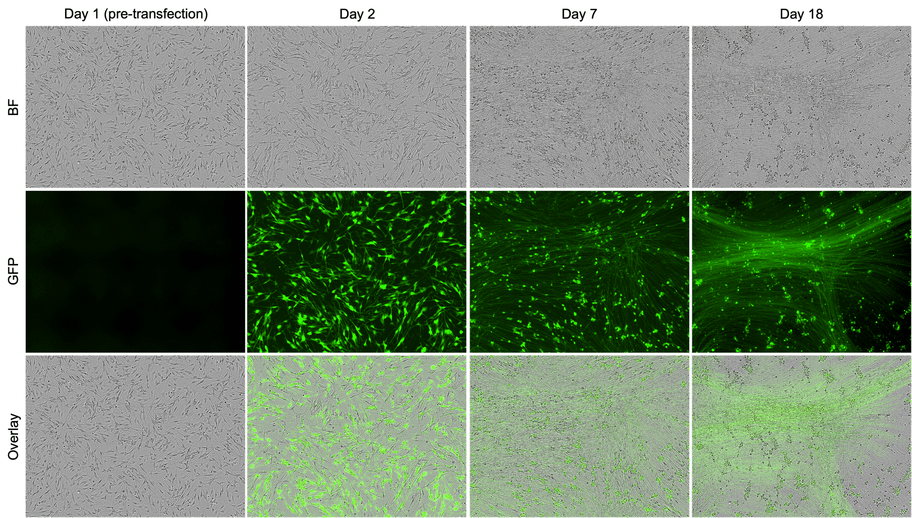 Sensory Neurons | ioCells