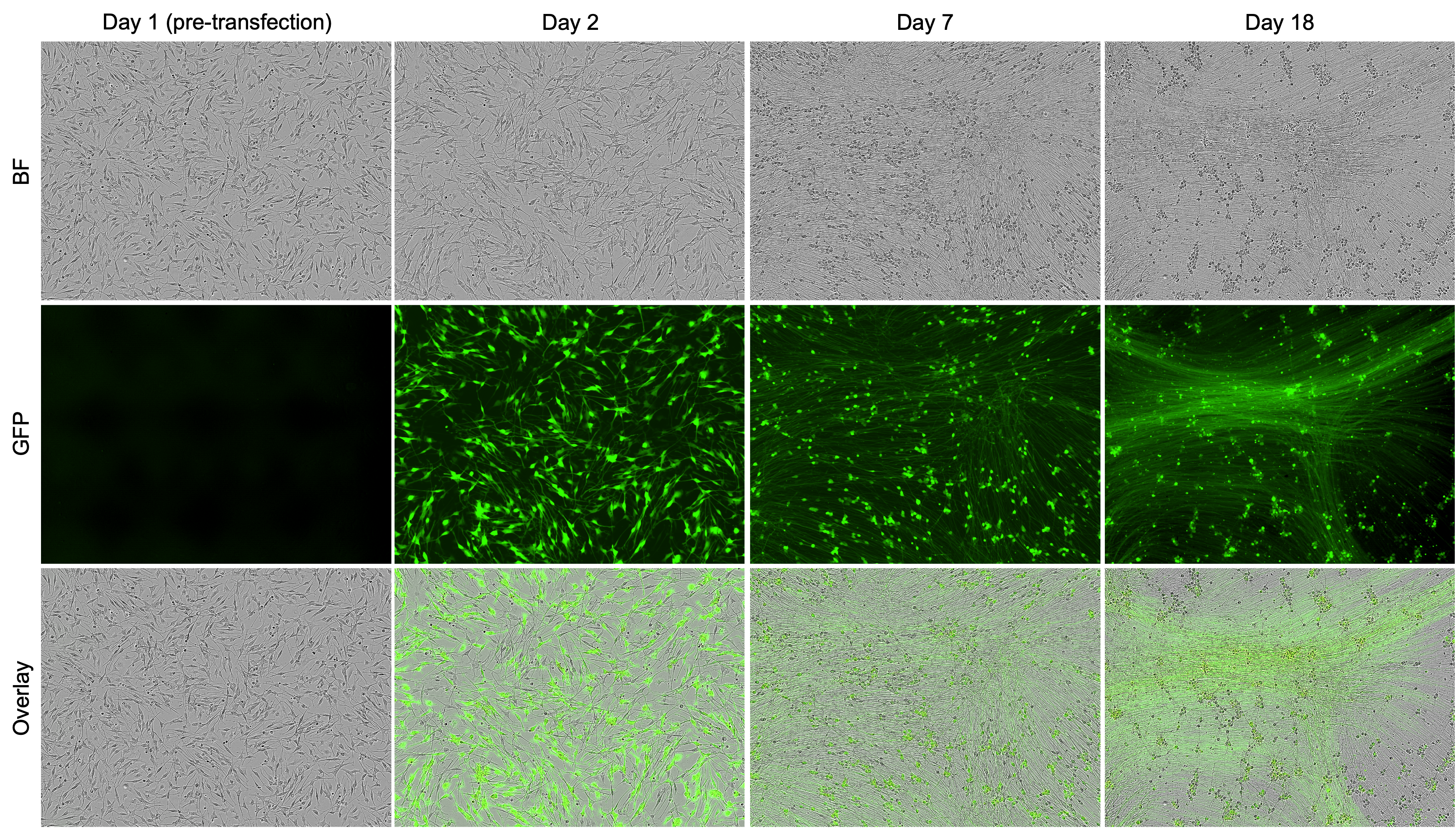 ioSensory Neurons mRNA transfection