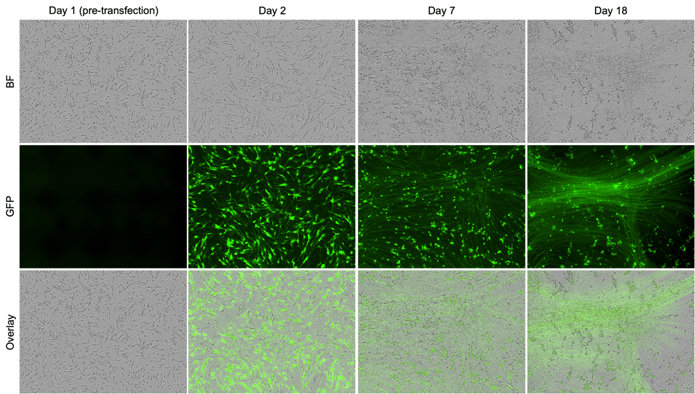 ioSensory Neurons mRNA transfection