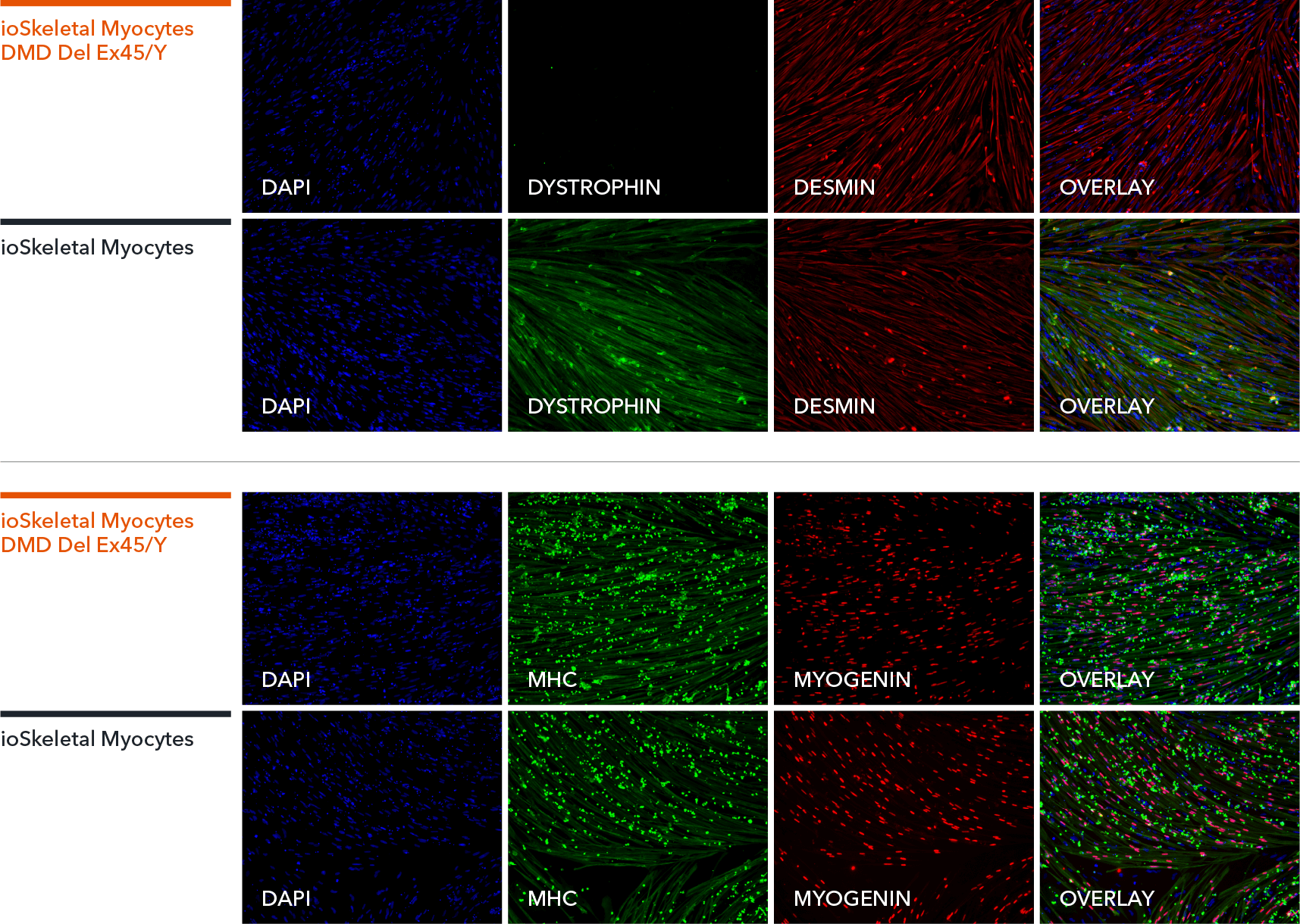 bit.bio-io6021-skeletal-myocytes-dmd-exon45-deletion-ICC-myocyte-markers