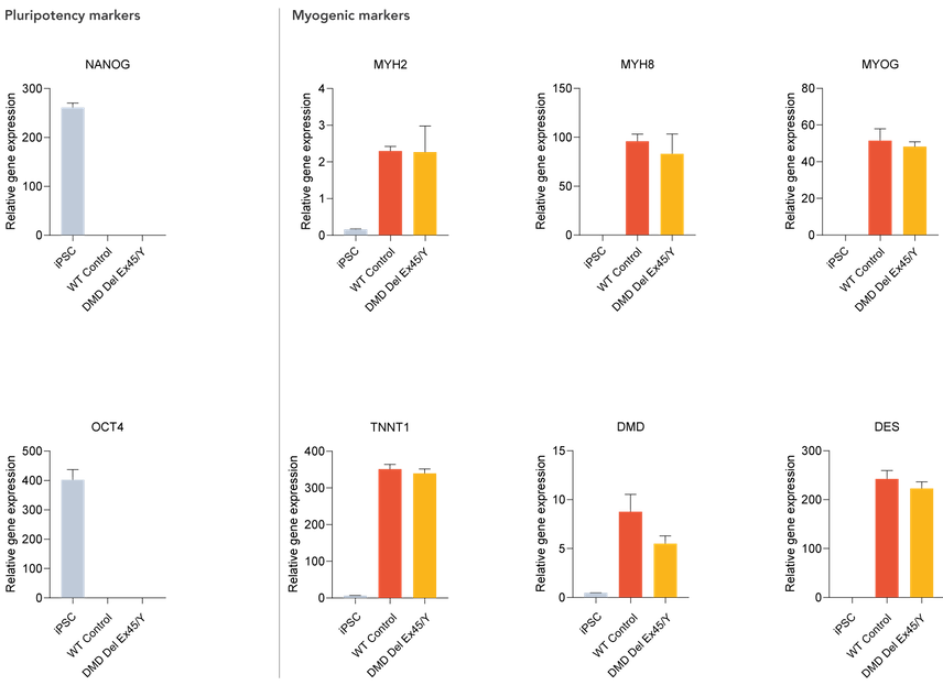 Gene expression of myogenic markers for DMD exon 45 deletion skeletal myocytes