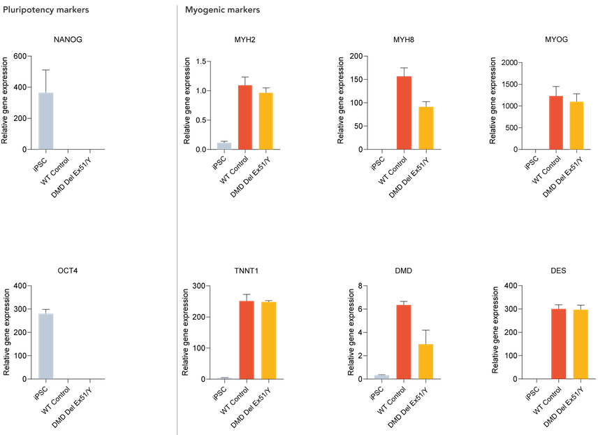 Gene expression of myogenic markers for DMD exon 45 deletion skeletal myocytes