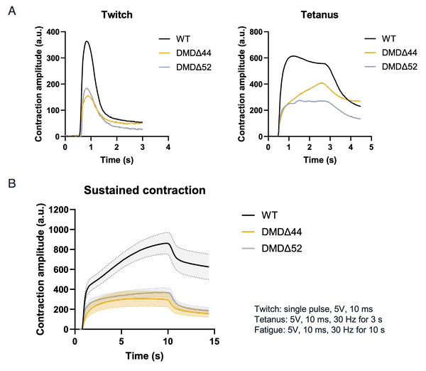 Reduced contraction in 3D cultured skeletal myocytes DMD deletion models